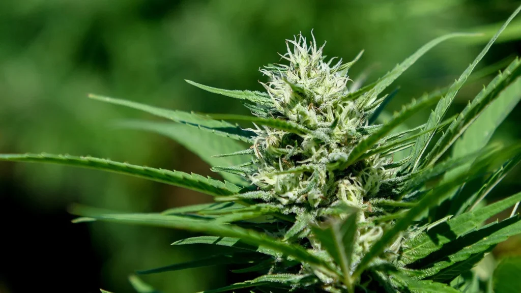 hemp plant image. CBD Beauty products