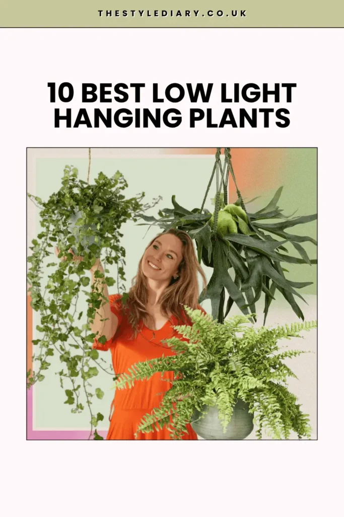 Low Light Hanging PlantS