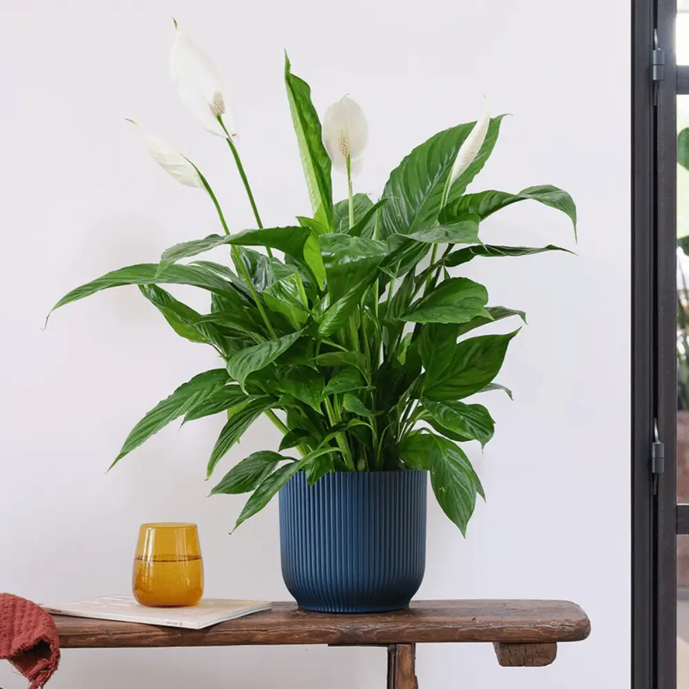 Peace Lily & Pot