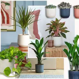 Best plants for dorm rooms
