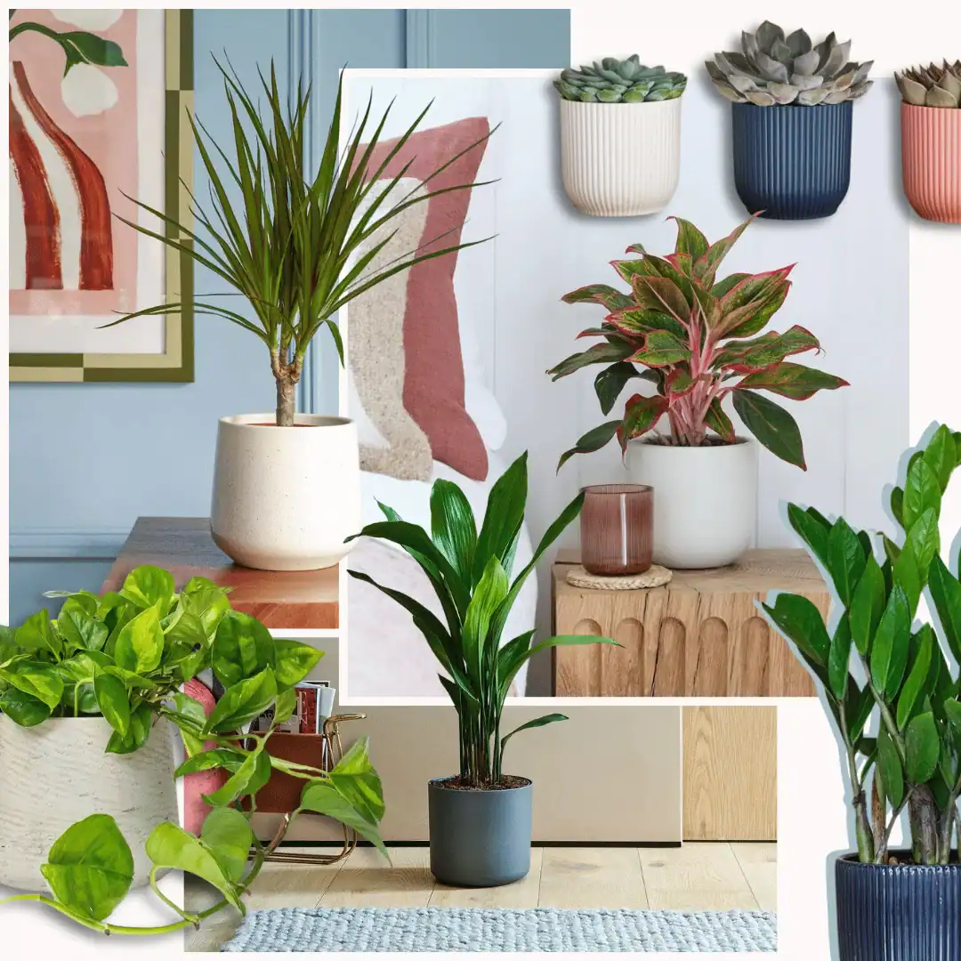 Best plants for dorm rooms